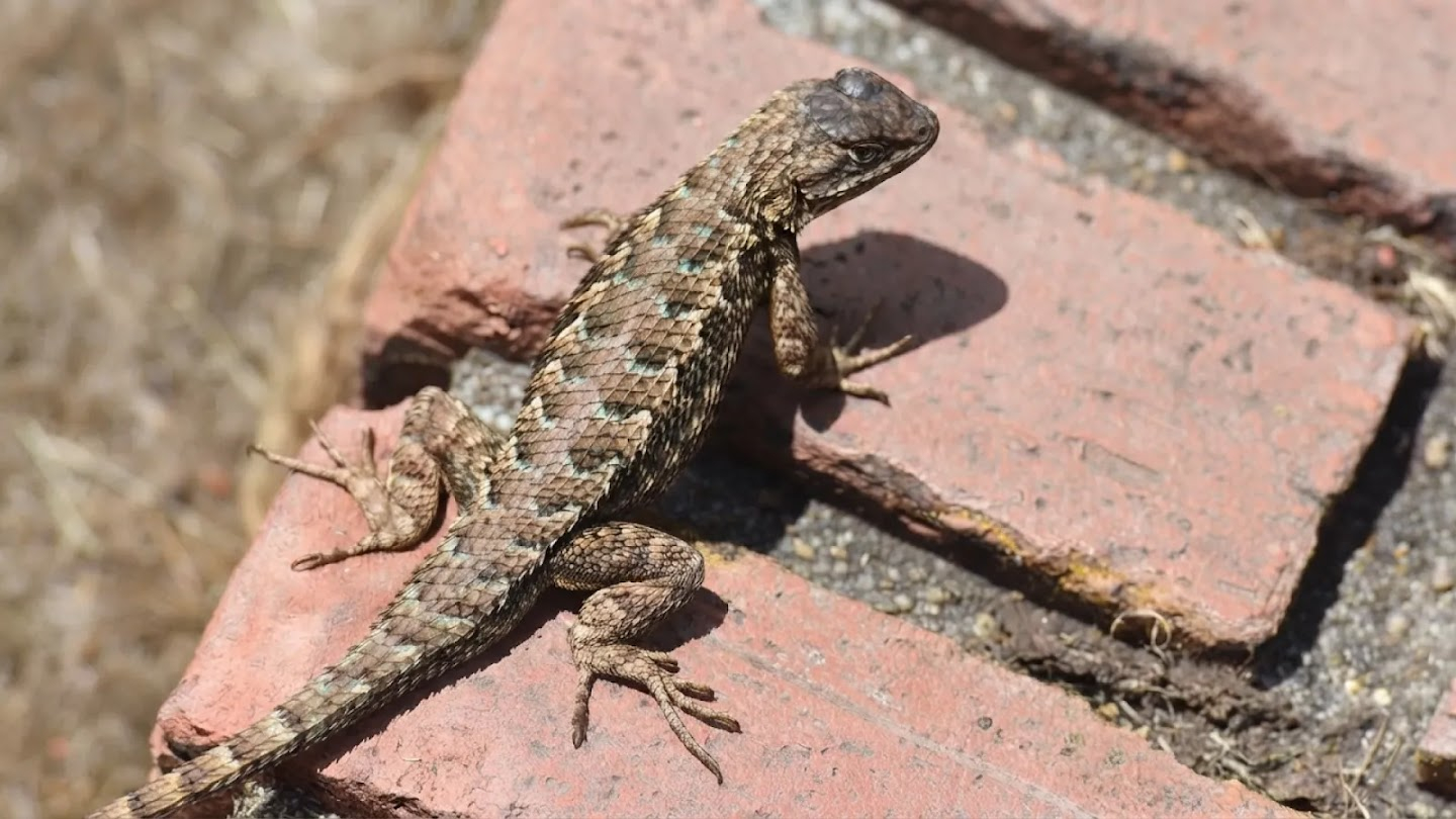 Nano Banana 2 Lite example: close-up of a spiny lizard
