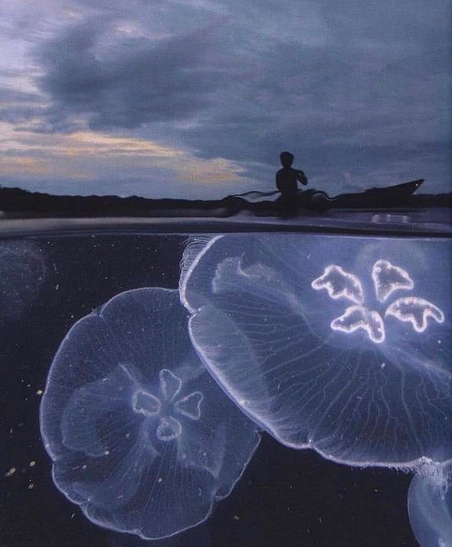 Bioluminescence
