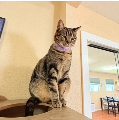 Product top card image