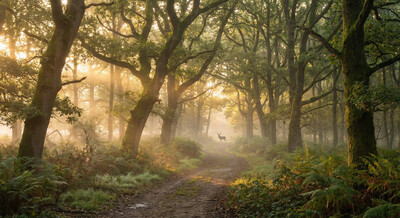 Product top card image