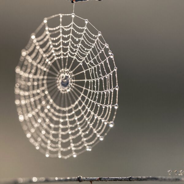 Macro photo of dew drops on a spider web at dawn, backlit by soft golden sunlight, extreme close-up, bokeh background.