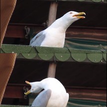 Inhaling Seagull